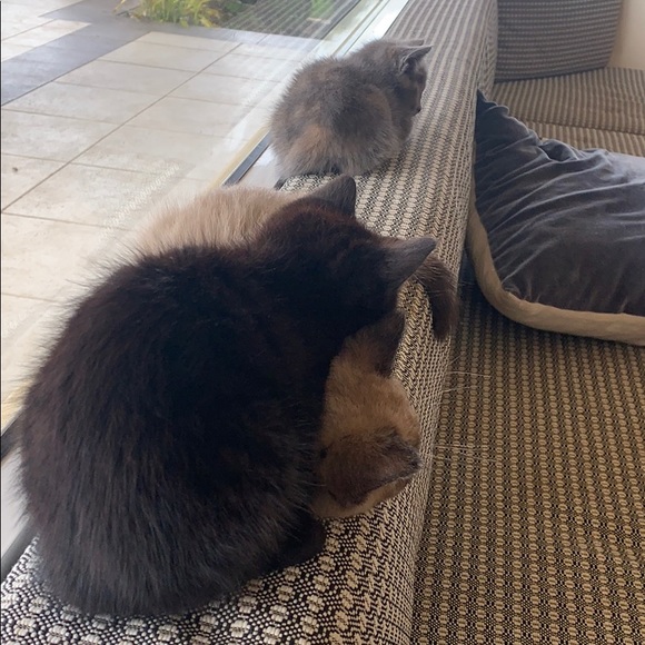 Meet your Posher, Tamra - Picture 1 of 1